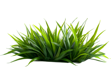 Lush Green Grass with Vibrant Blades