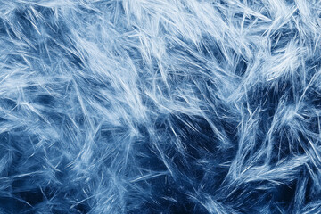 Obraz premium blue feathers background
