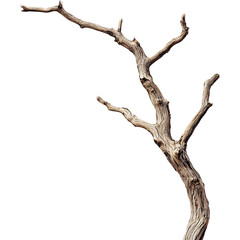 Dry Tree Branch