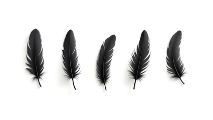 Five elegant black feathers isolated on white minimalist design perfect for background or texture