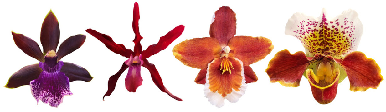 set of red, purple, orange orchid flowers isolated on transparent background, for floral and tropical design