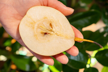 Half of Chinese pear in human hand showing fruit pulp close up top view