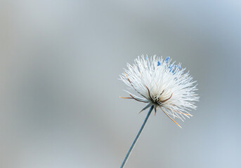 Obraz premium Delicate white flower blooming softly against a blurred background 