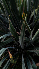 Obraz premium Close-up shot of a yucca plant with its green leaves.