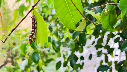 caterpillars that will become leafhoppers