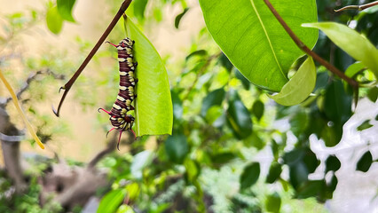 caterpillars that will become leafhoppers