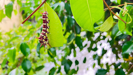 caterpillars that will become leafhoppers