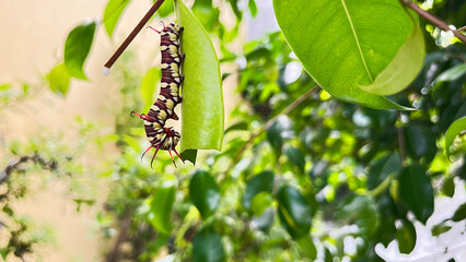 caterpillars that will become leafhoppers
