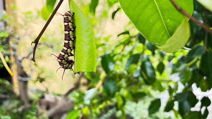 caterpillars that will become leafhoppers