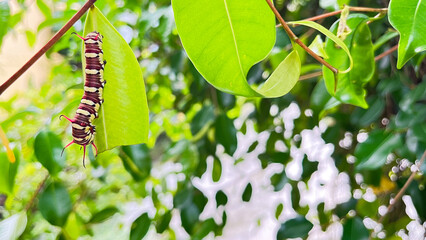 caterpillars that will become leafhoppers