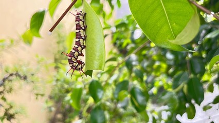 caterpillars that will become leafhoppers