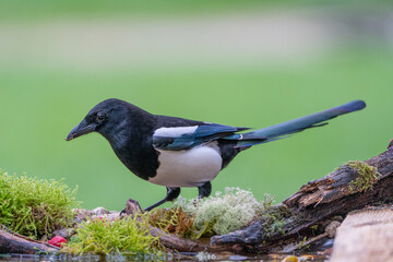 A curious magpie explores the surroundings