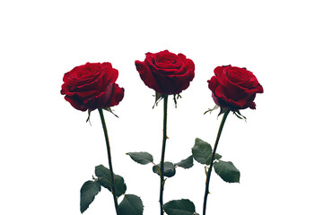 Three red roses isolated on a Transparent background PNG