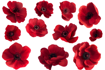 Set of red flowers top view on a Transparent background PNG
