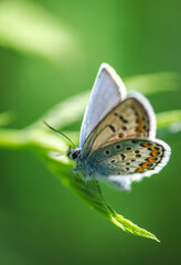 Blue butterfly Icarus on a green leaf
