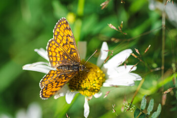 An orange mother-of-pearl butterfly on a daisy