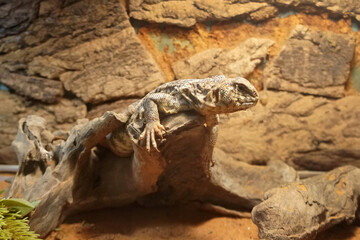 Uromastyx lizard clinging to a branch. Lizards in the genus Uromastyx are primarily herbivorous, but occasionally eat insects and other small animals.
