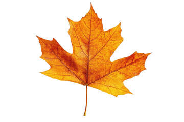 Fototapeta premium Single orange maple leaf autumn foliage fall nature black background, isolated on transparent background