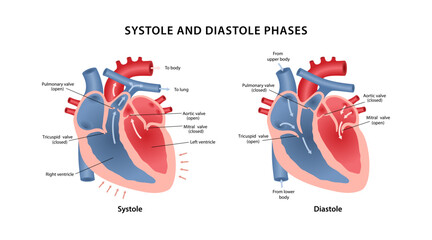 Systole and diastole phases. Medical illustration of blood circulation in the heart in systole and diastole phases with notations. Vector illustration in flat style isolated over white background