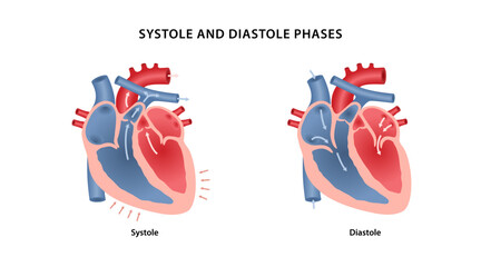 Systole and diastole phases. Medical illustration of blood circulation in the heart in the systole and diastole phases. Vector illustration in a flat style isolated over white background.