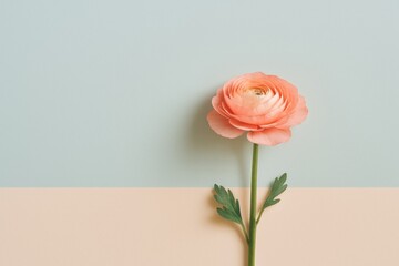 Fototapeta premium A delicate peach flower stands against a muted pastel background, highlighting its intricate petals and lush green leaves.