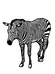 A black and white vector illustration of a zebra standing gracefully, featuring its iconic striped pattern, detailed features, and natural elegance, perfect for wildlife-themed designs.