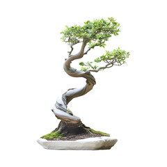 Bonsai tree with white pot isolated on transparent background PNG