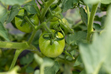 Close-up of Fresh Green Tomatoes on the Vine