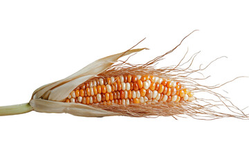 Fototapeta premium Dried Corn Cob Golden Kernels Autumn Harvest Black Background isolated on transparent background