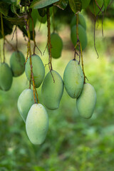 Fresh Green Mangoes Hanging from a Tree Branch