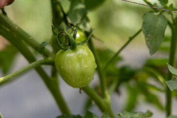 Close-up of Fresh Green Tomatoes on the Vine