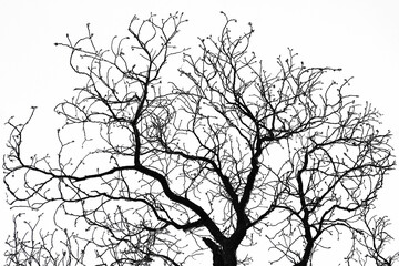 Bare tree branches in winter silhouette against white sky. Minimalistic natural pattern perfect for backgrounds, nature themes, or abstract art use.