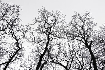Abstract nature background with tree branches. Black and white winter silhouette, ideal for design, wallpaper, or graphic overlays