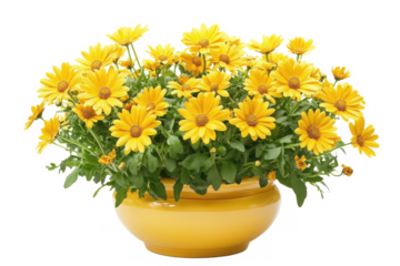 Arrangement of yellow daisies in a yellow ceramic flowerpot vase