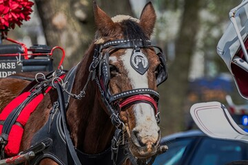 Obraz premium A close-up front view shot of a brown and white horse with a harness on a sunny day in New York City.