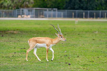 Stock image male Impala in a field of grass