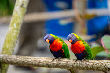 Stock photo pair of Lorikeets staring at camera