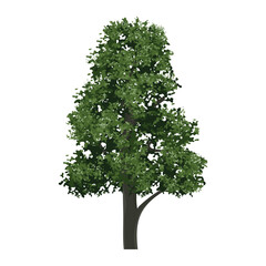 Big tree isolated on white background. Landscape object for outdoor graphic, architecture drawing, elements for environment and gardening. Vector illustration.