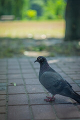SONY DSC