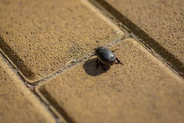 SONY DSC