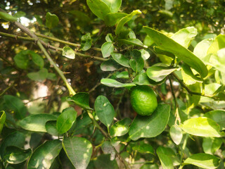 Close up shoot of unripe young lemon hanging on tree.
