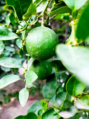 Close up shoot of unripe young lemon hanging on tree.