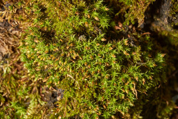 Moss grows on the trunk of an old rotting tree. Orthotrichum is a genus of moss–like mosses in...