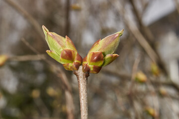 Lilac buds are blooming. Lilac buds (Latin Syringa vulgaris) in the rays of the spring sun. Spring.