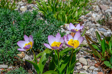 Obraz premium pretty pink and yellow flowers of candia tulips tulipa saxatilis lilac wonder