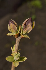 Lilac buds are blooming. Lilac buds (Latin Syringa vulgaris) in the rays of the spring sun. Spring.