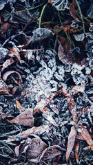 Frosty autumn leaves macro view