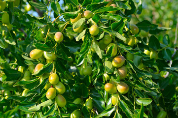 Real Ziziphus, or Chinese, jujube date