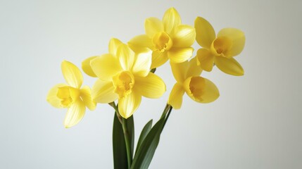 Obraz premium Yellow Daffodil Flowers Blooming Against White Background