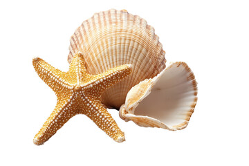 Starfish and Seashells Ocean Treasures Beach Finds Summer Vacation Coastal Decor Nautical Theme, isolated on transparent background